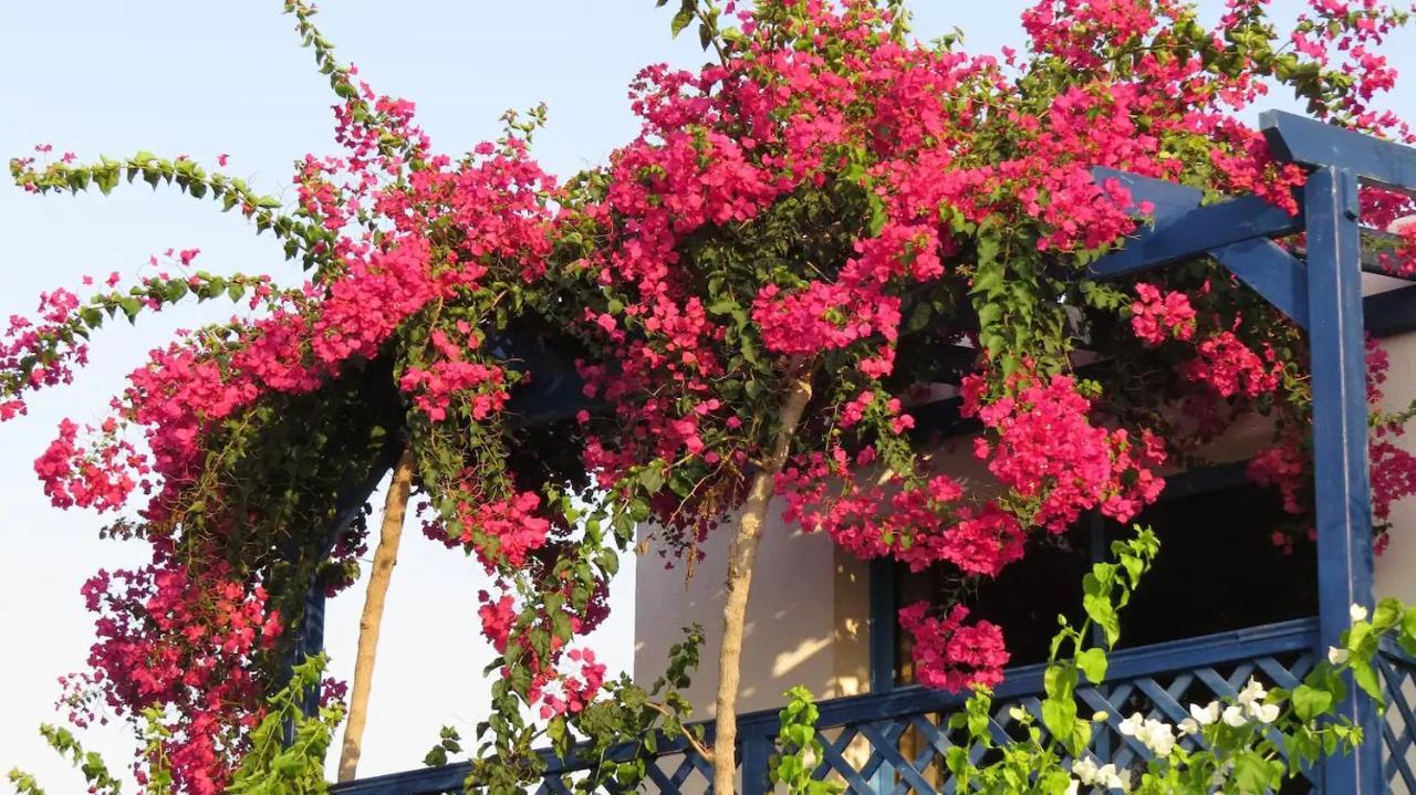 Banana Sunset Villas Paphos Exterior foto